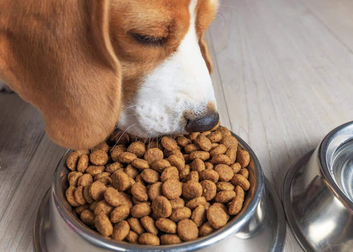 Animal Feed and Pet Food