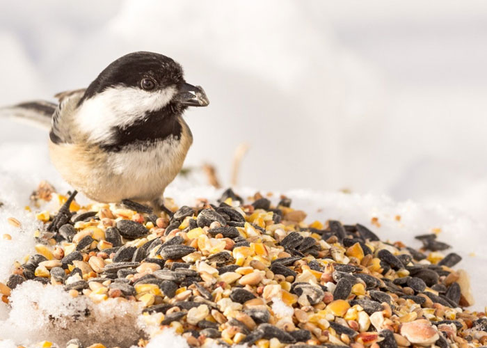 Bird Seed
